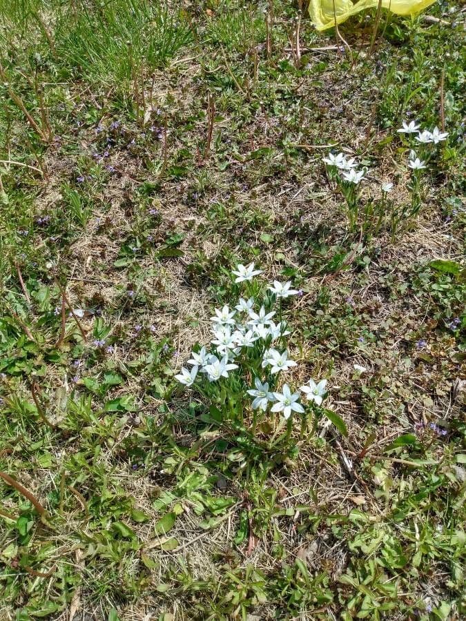 Dolden-Milchstern 18