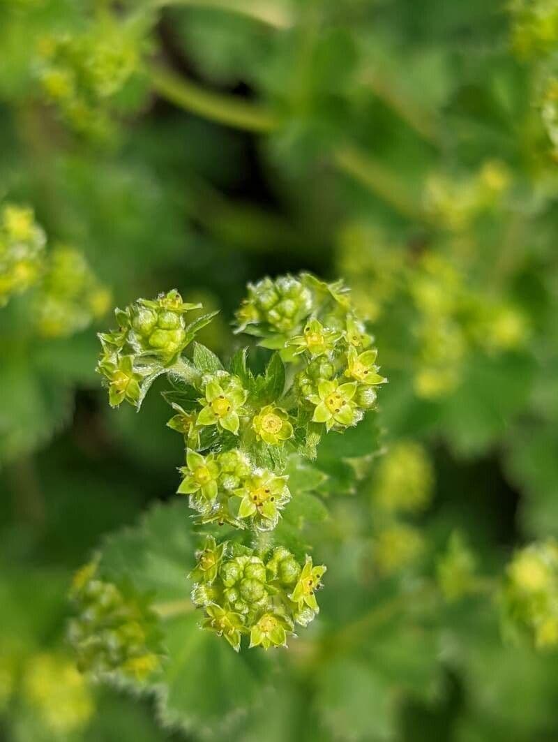 Alchemilla