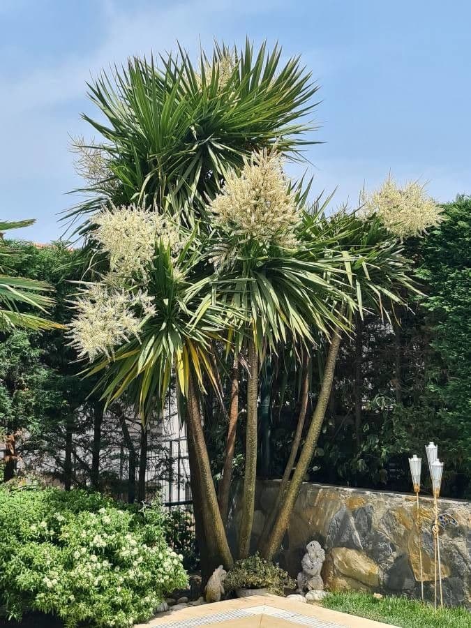 Albero cavolo 10