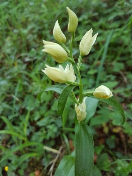 Cefalantera pallida 7