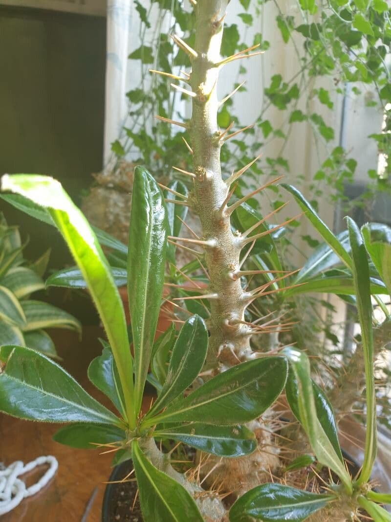 Pachypodium 11