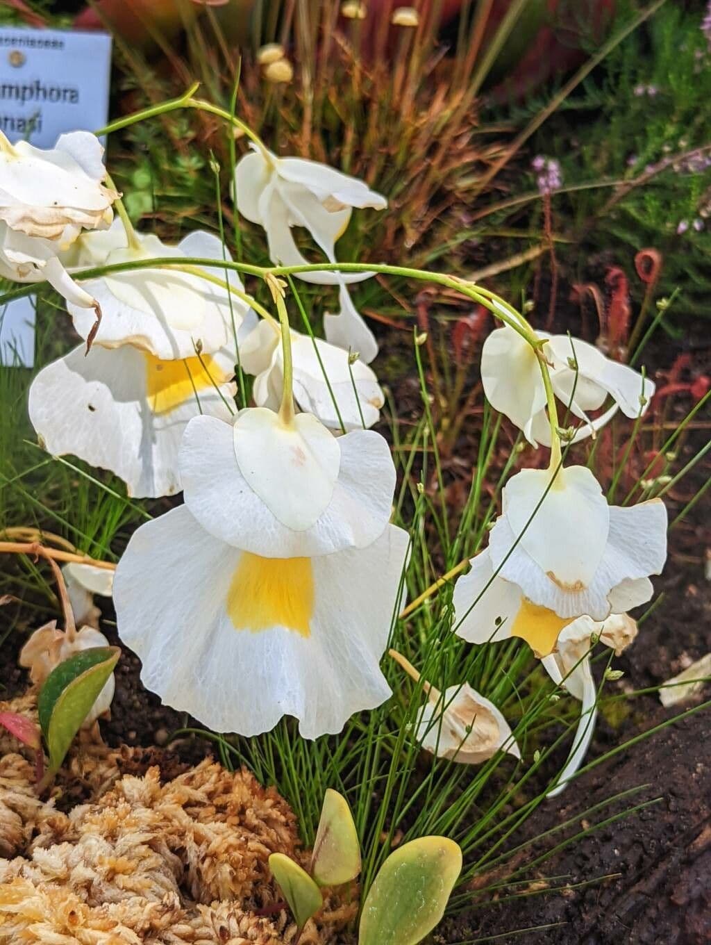 Utricularia 5