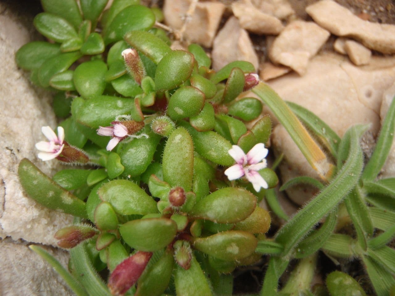 Silene sedoides 9
