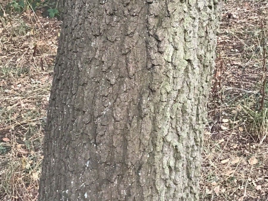 Arkansas-Eiche 9