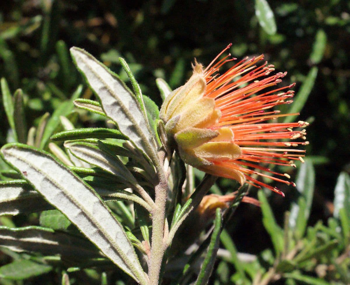 Diplolaena 6