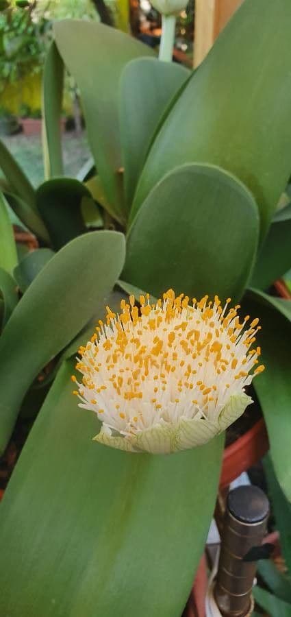 Haemanthus 3
