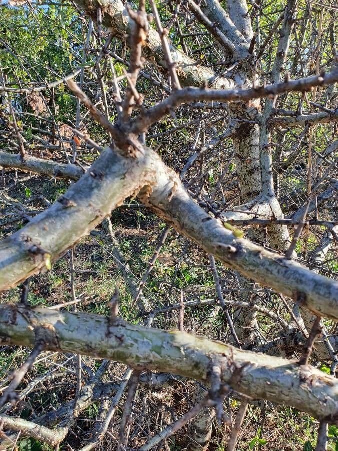 Commiphora 7