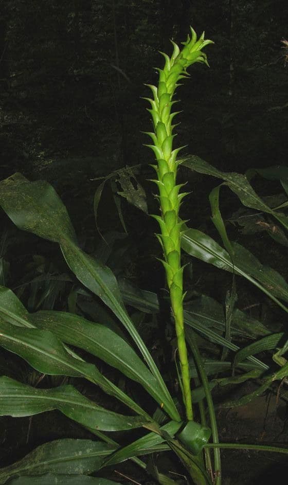 Pitcairnia 19