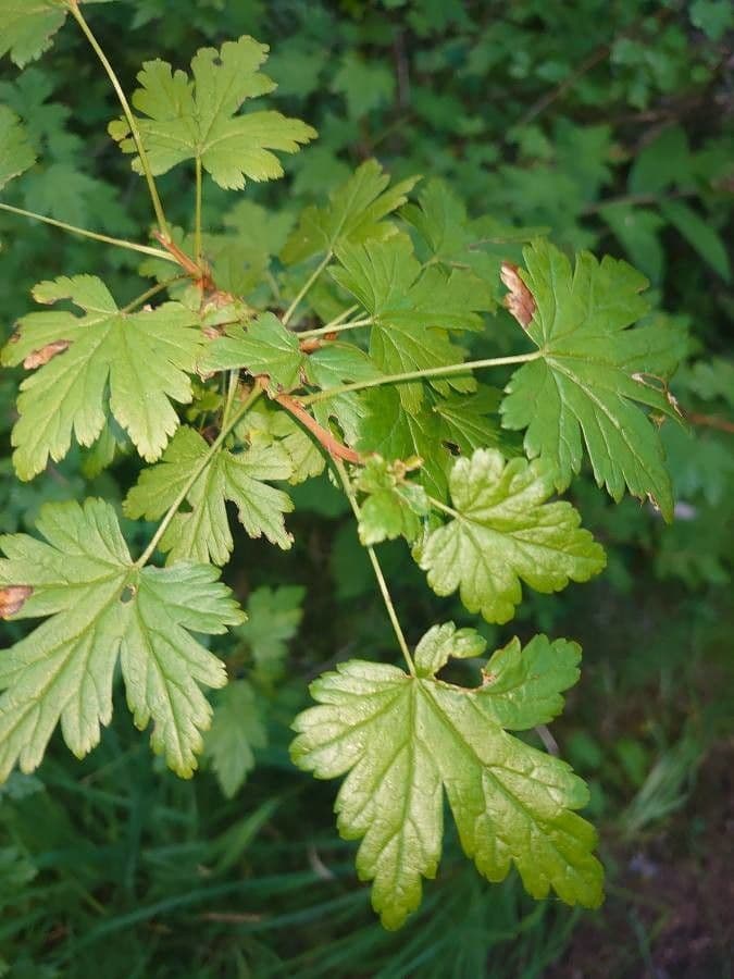 Ribes lacustre 17