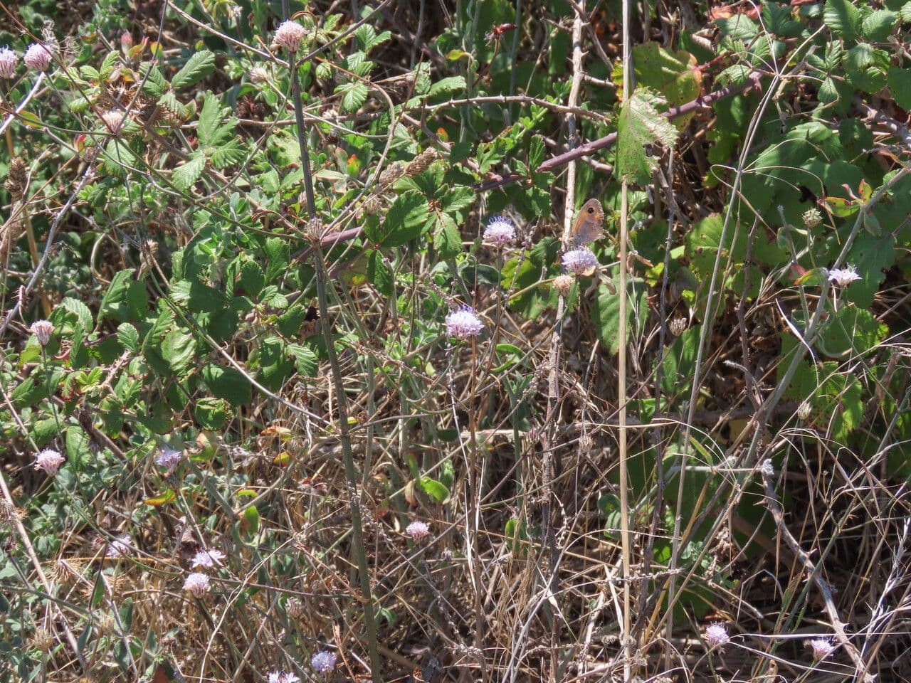 Cephalaria transilvana 13