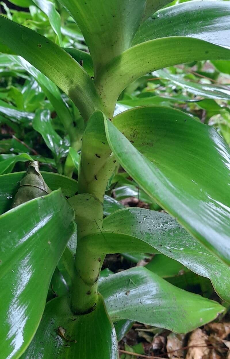 Callisia 19