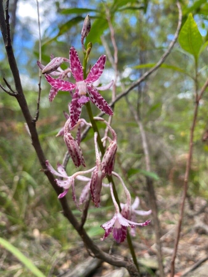 Gefleckte Dipodium 3