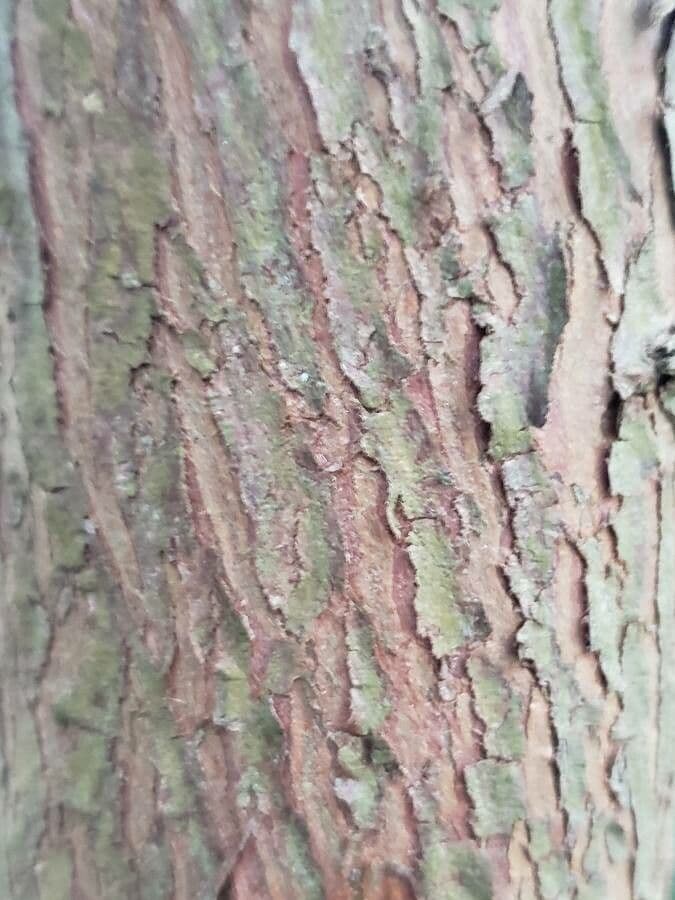 Podocarpus lawrenceův 8