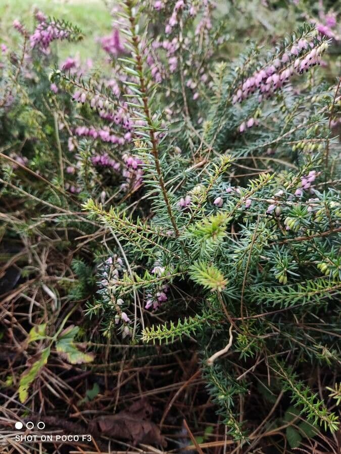 Graue Heide 17