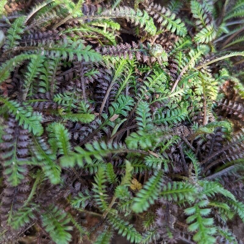Leptinella