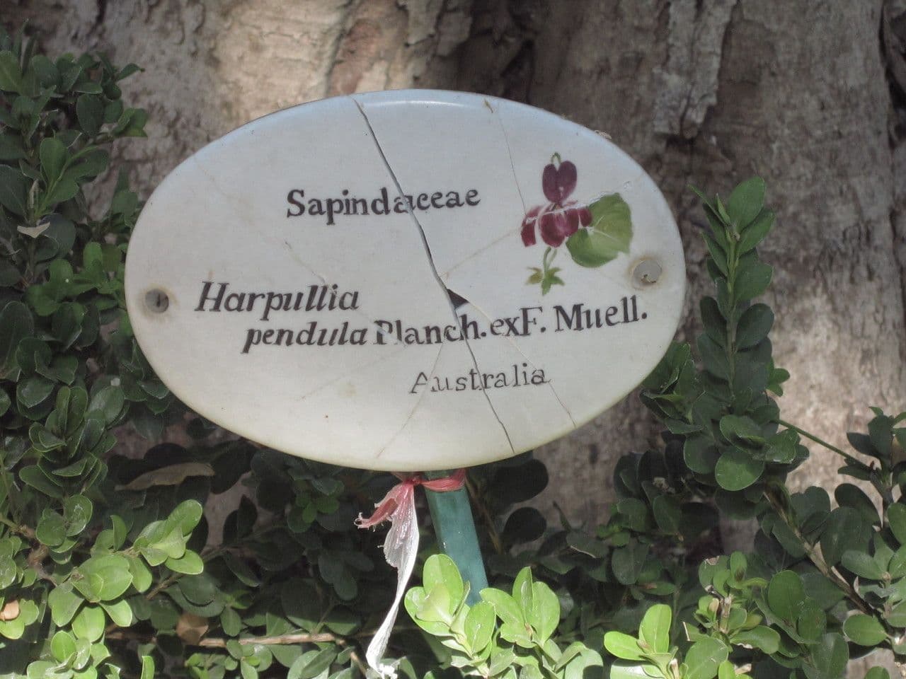 Harpullia pendula 7