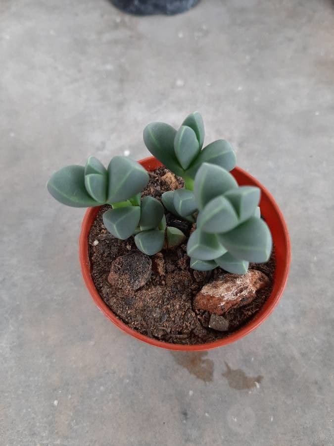 Corpuscularia 9