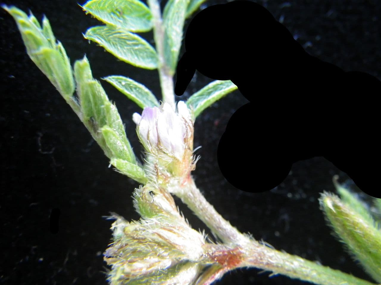 Sesam-Tragant 6