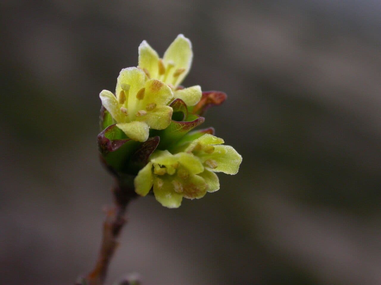 Caprifoglio 3