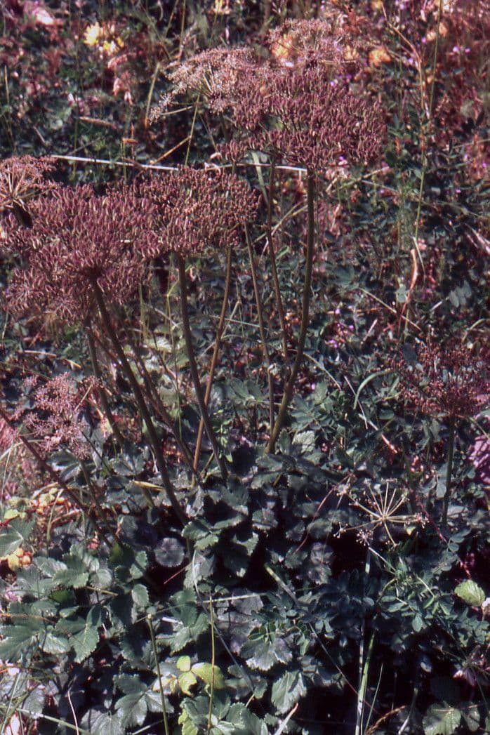 Thapsia Nestlerova 14