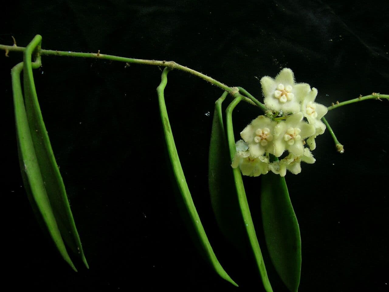Hoya 7