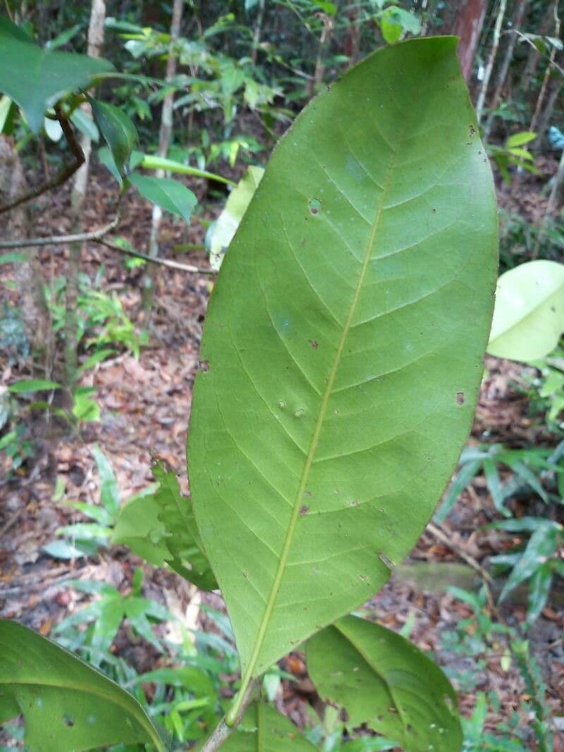 Ixonanthes 4