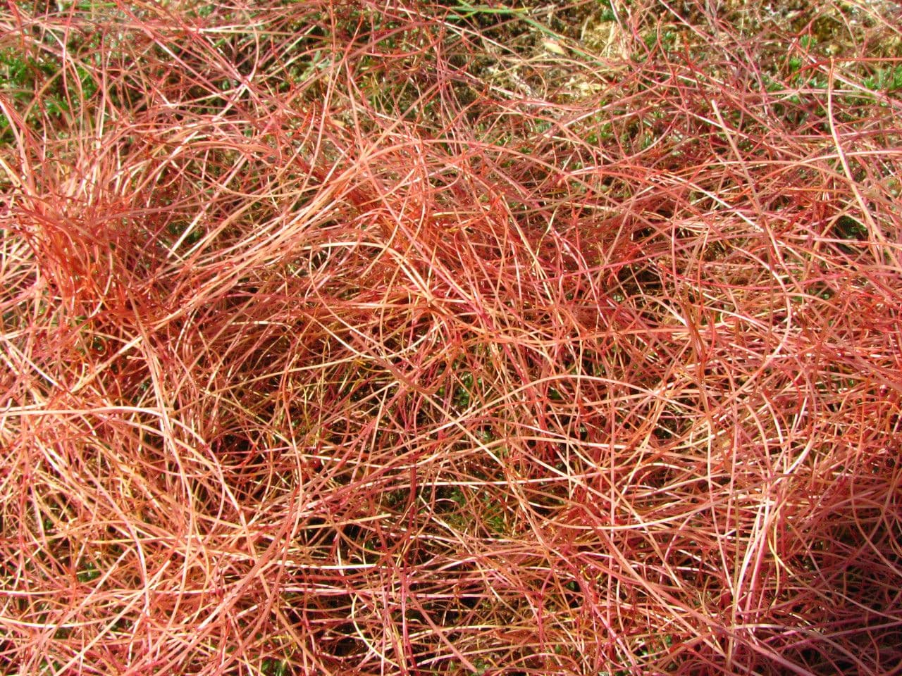 Cuscuta a semi piccoli 10