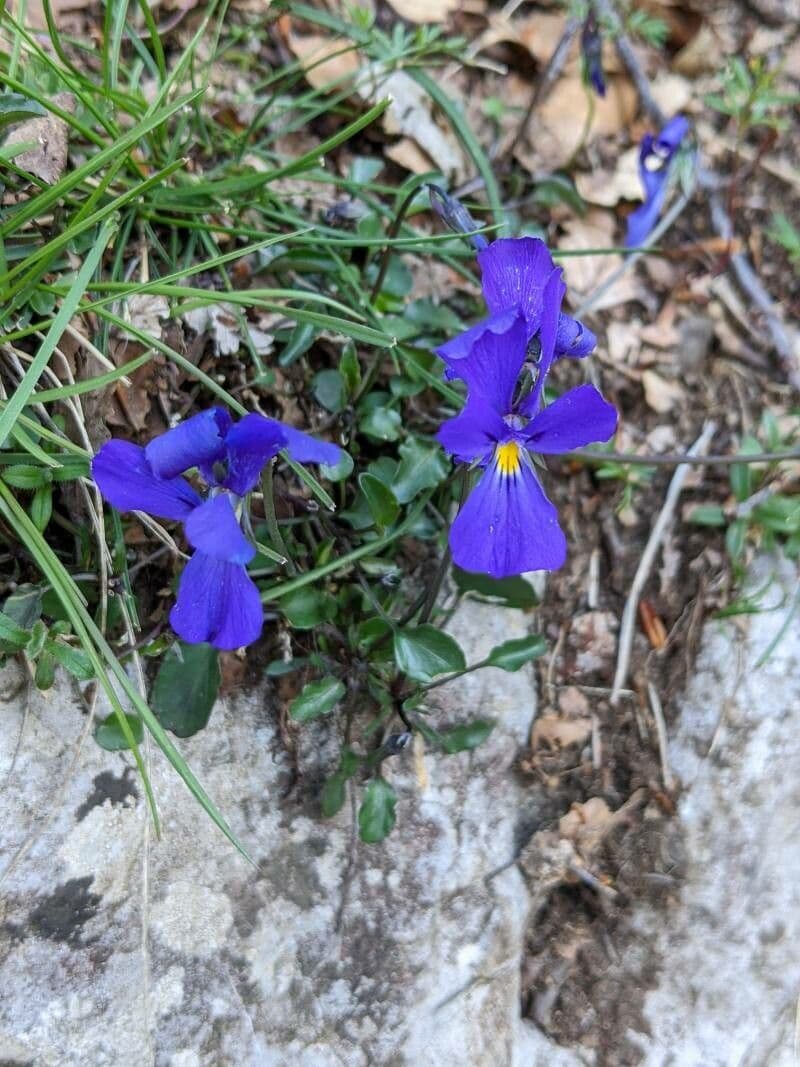 Viola