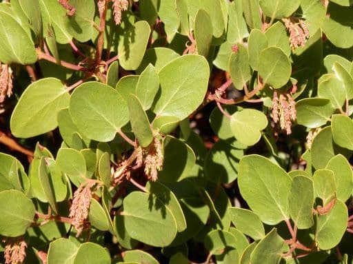 Arbutus patula 16