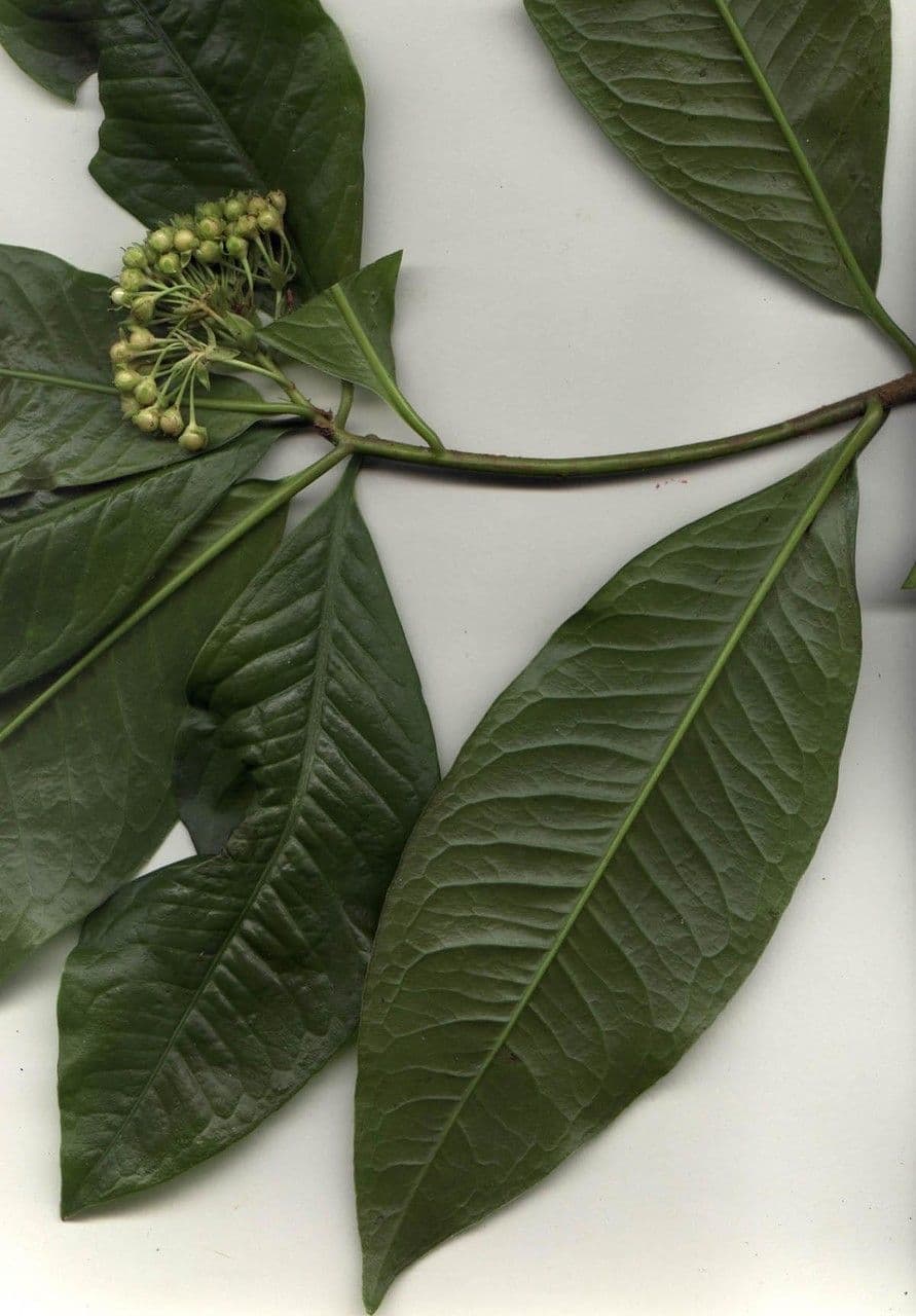 Ardisia 21