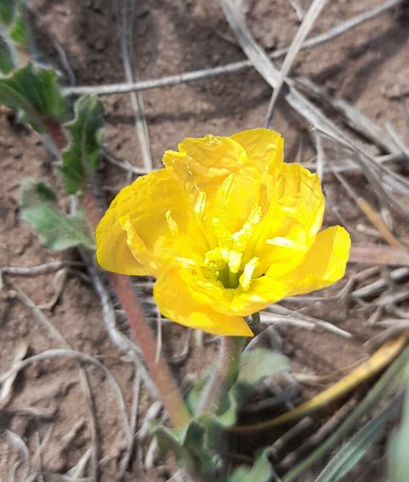 Onagra odorata