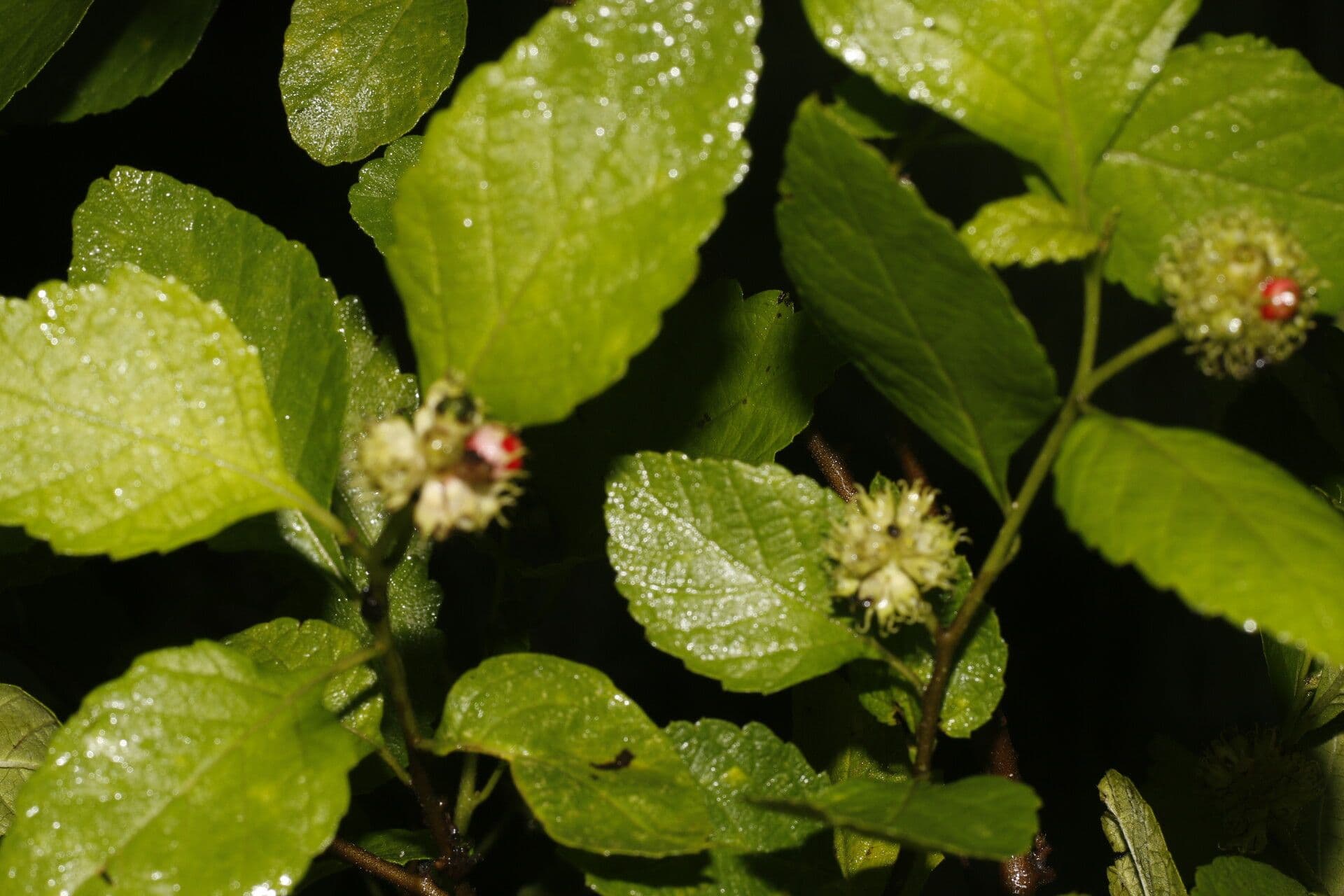 Varronia bullata 10