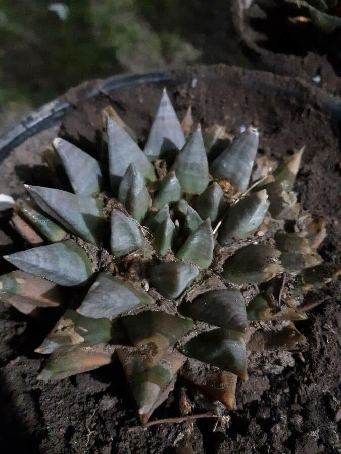 Ariocarpus retusus 2