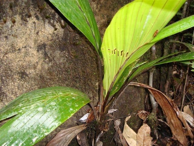 Burretiokentia 13