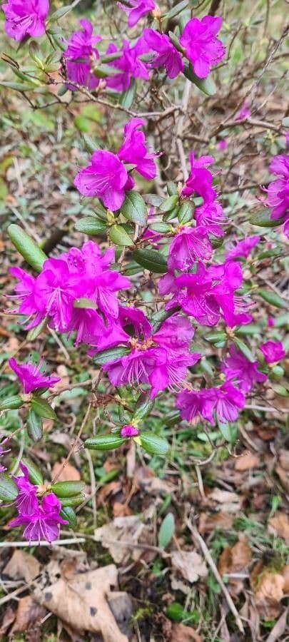 Rododendro lapponico 3