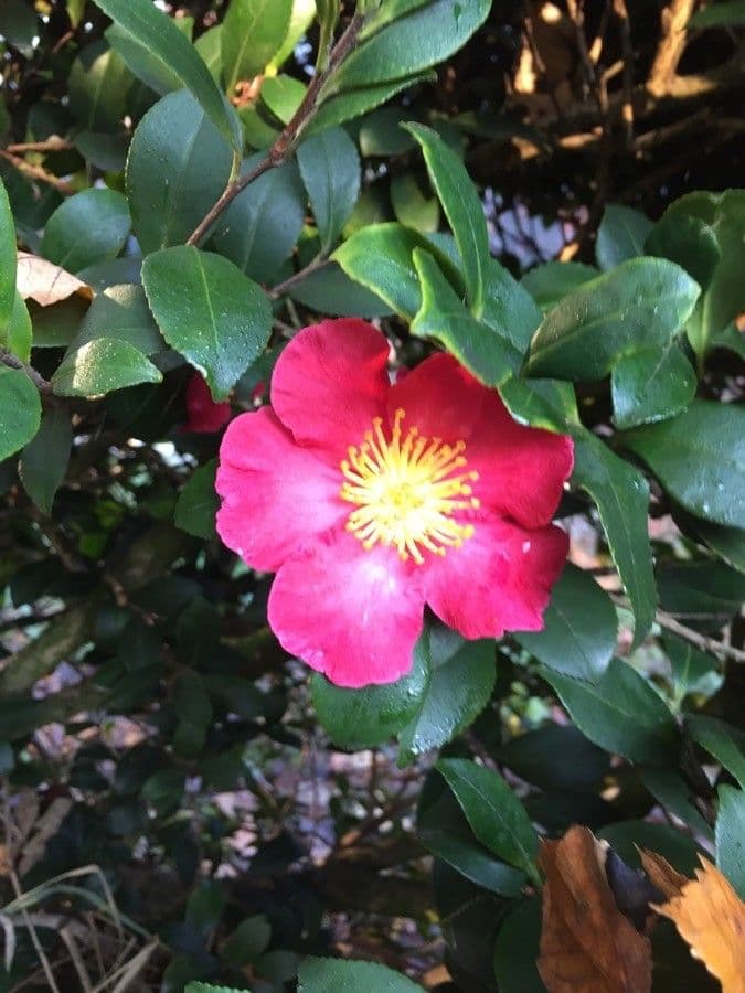 Camelia sasanqua 10
