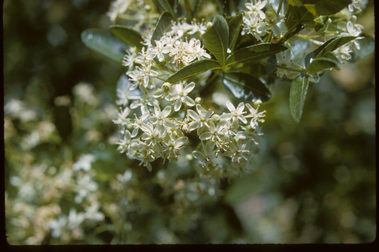 Ptelea crenulata 5