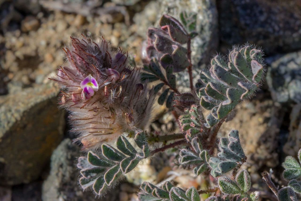 Dalea mollis 13