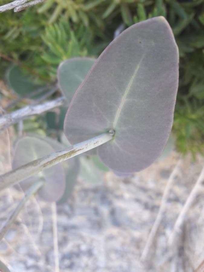 Streptanthus 13