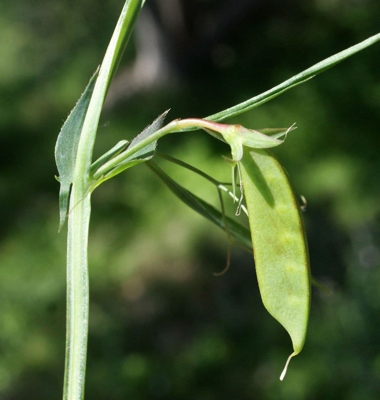 Cicerchia
