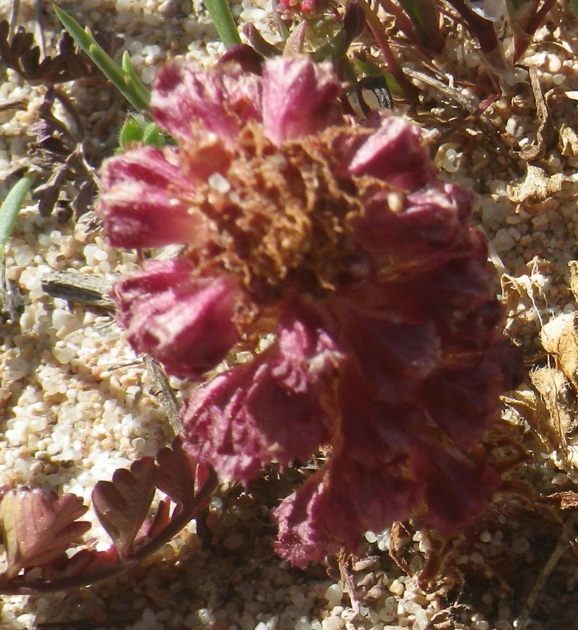 Orobanche sanguigna 4