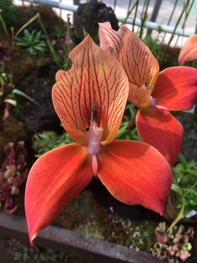 Disa uniflora 5