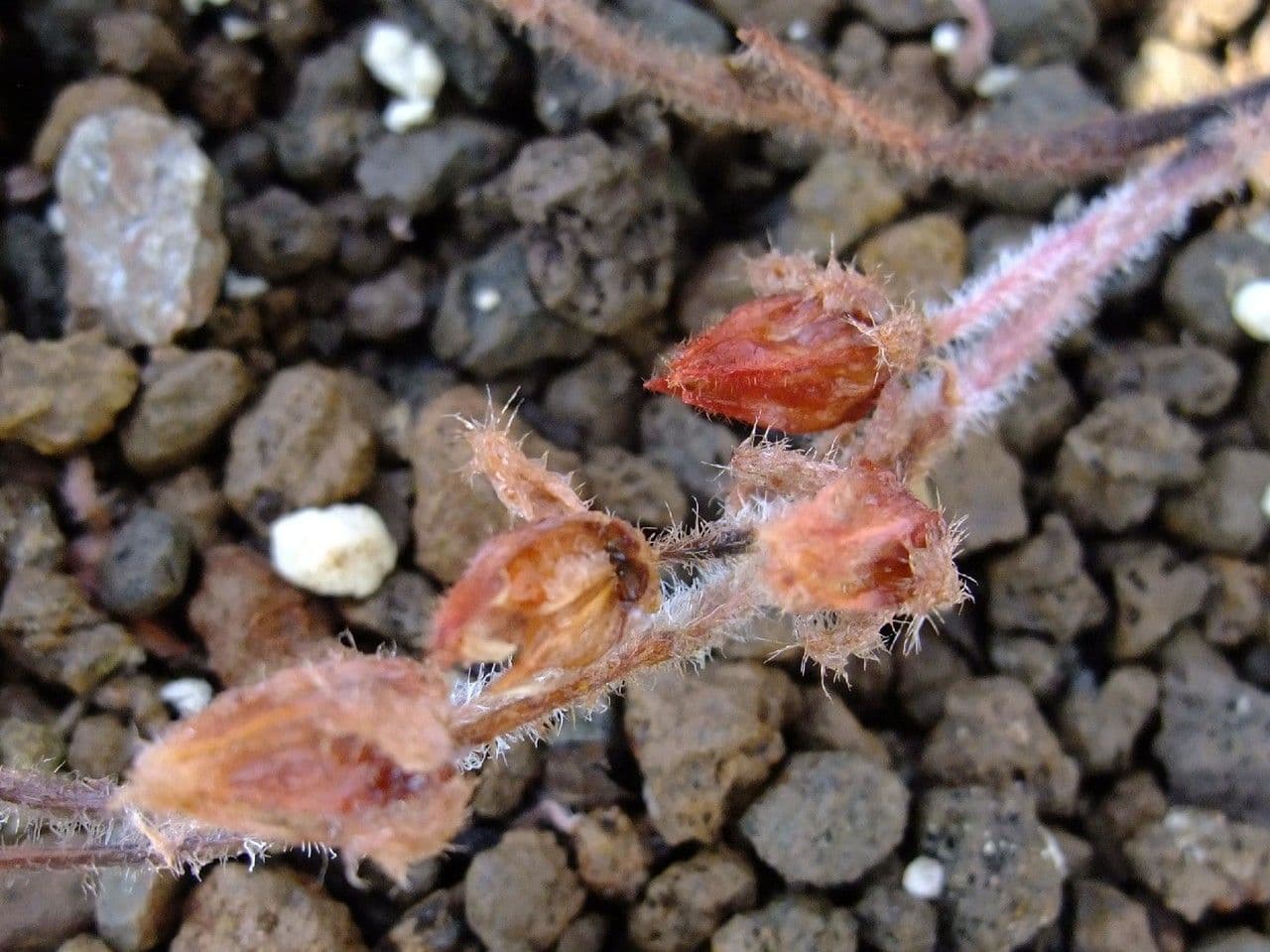 Echeveria