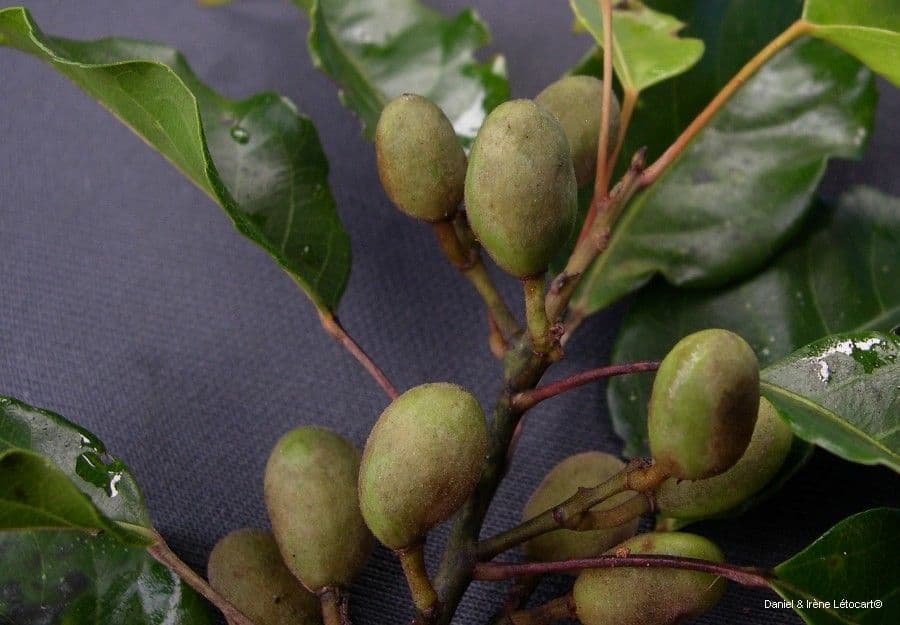 Elaeocarpus