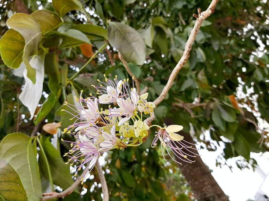 Crateva religiosa 5