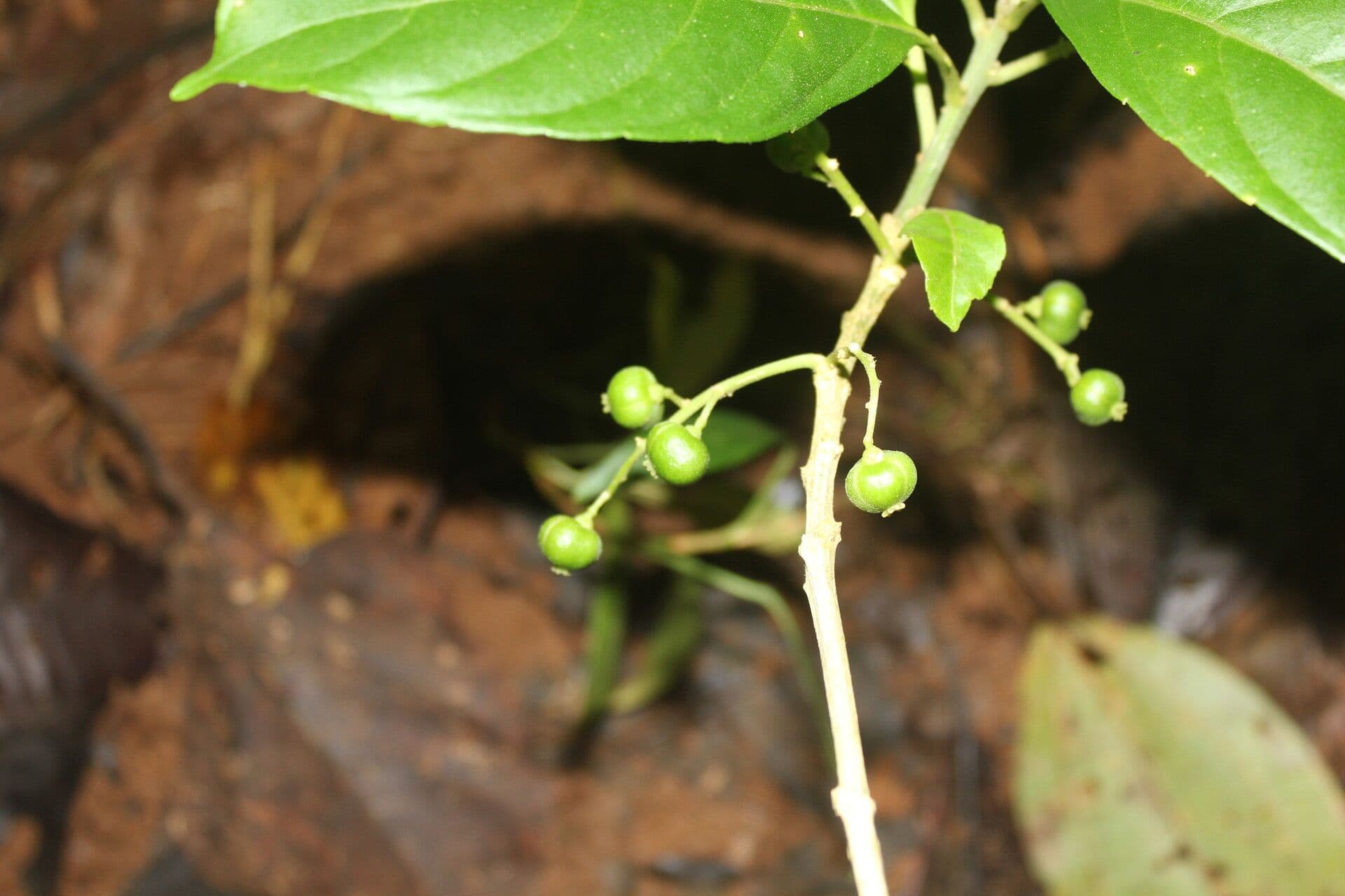 Tetrorchidium 2