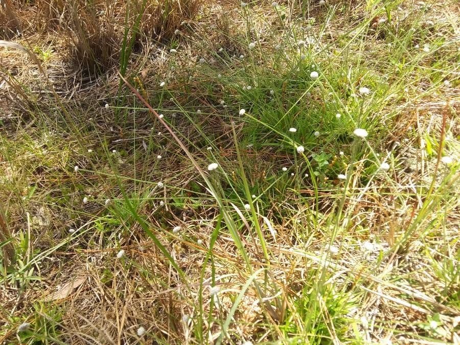 Eriocaulon