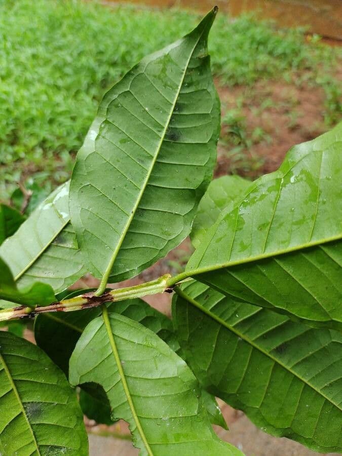 Guayaba 7