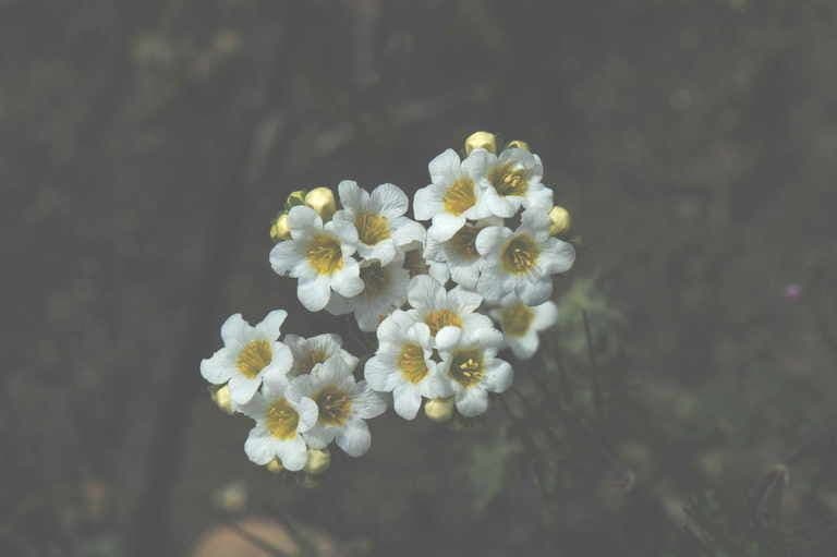 Fackelblume