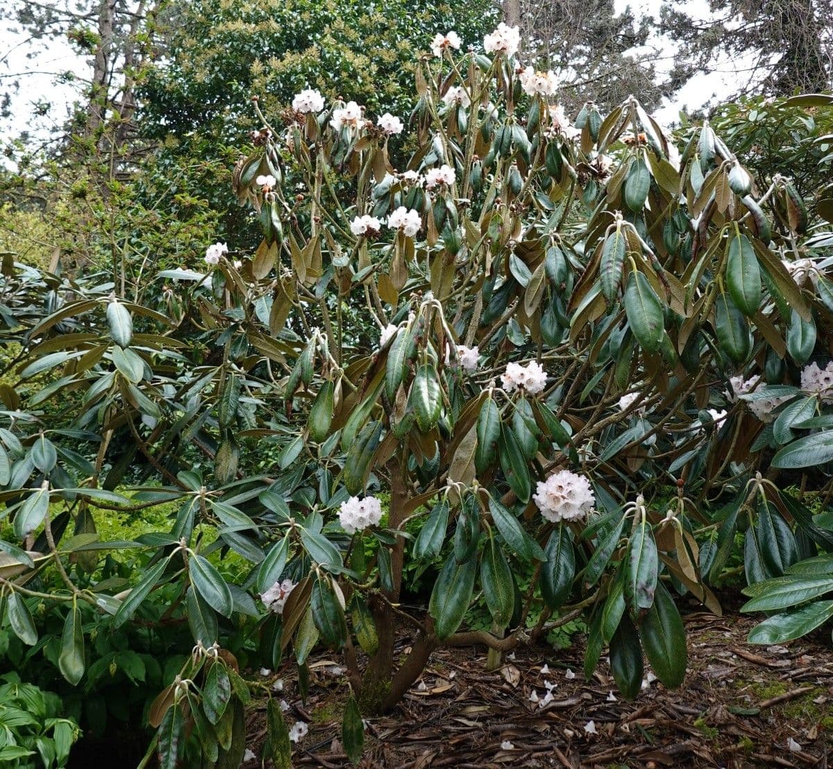 Rododendro 6